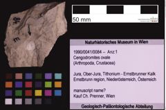 Foto (Objekt + Etiketten) von Cengodromites ovale (NHMW-GEO-1990-0041-0084)